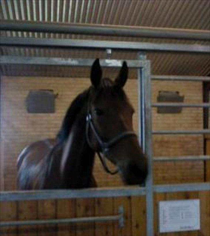 Dansk Varmblod Ringsdalsgaards Chateaux - Solgt! billede 5