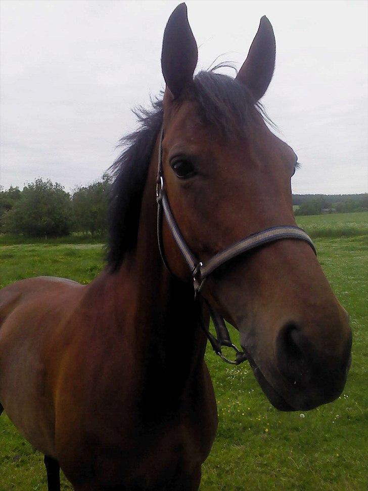 Dansk Varmblod Ringsdalsgaards Chateaux - Solgt! billede 6