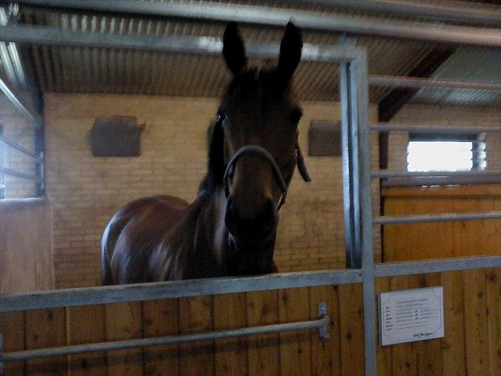 Dansk Varmblod Ringsdalsgaards Chateaux - Solgt! billede 7