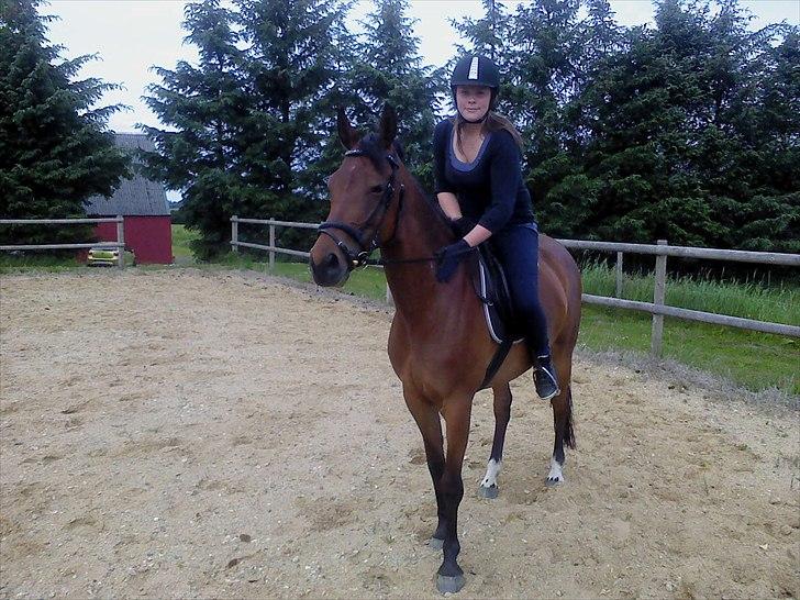 Dansk Varmblod Ringsdalsgaards Chateaux - Solgt! billede 8