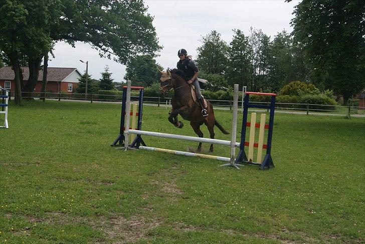 Dansk Varmblod Amethyst R.I.P billede 1