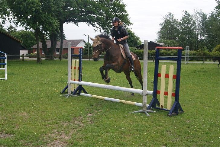 Dansk Varmblod Amethyst R.I.P billede 20