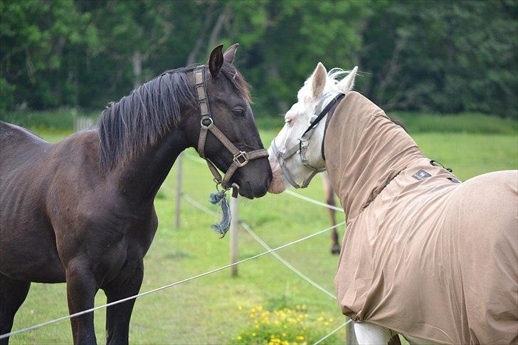 Oldenborg Brendstensgårds Charmør - Charme og Smilla snuser over hegnet! :P Fotograf: Caroline Kolditz (Mig) billede 10