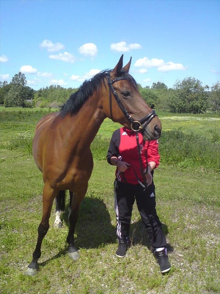 Dansk Varmblod Ringsdalsgaards Chateaux - Solgt! billede 9