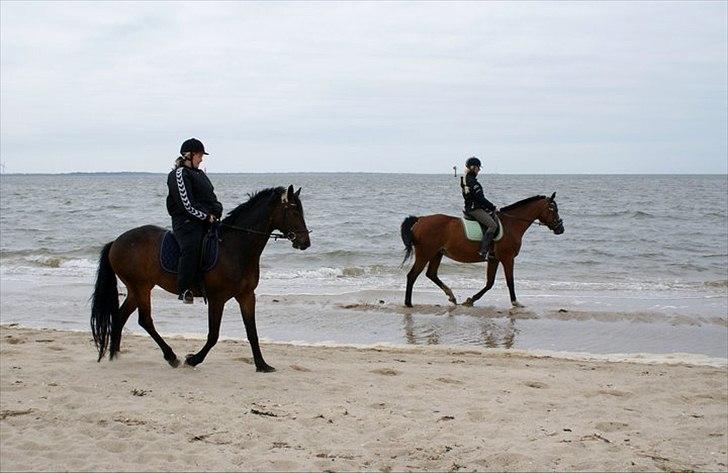 Anden særlig race Chili in action *Miss you boy* - 6 - Chili babe med på stranden - gang i ham :D ♥ Foto : Jean
 billede 6