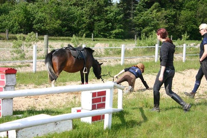 Anden særlig race Tøsen - Perfekte!<3 - så falder falder signe af xD
( Foto - Astrid Bansmann ) billede 8