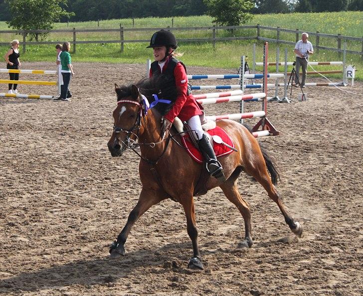 Belgisk Sportspony Icara <3 - Æresrunde på Dyresten! 2 plads!:D<3 billede 9