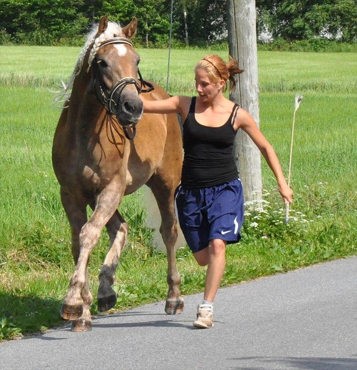 Haflinger Eskedalens Akinos billede 17