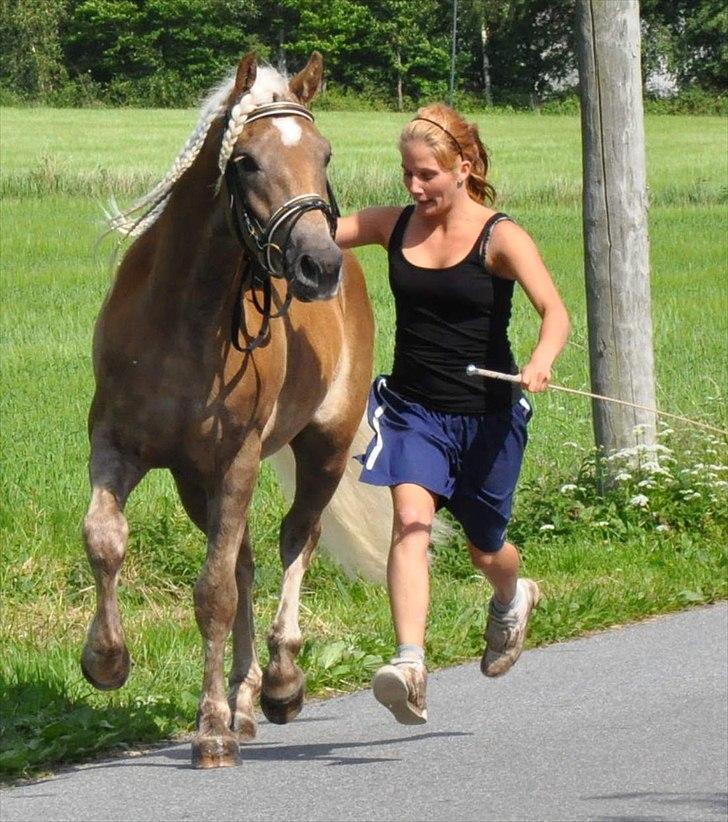 Haflinger Eskedalens Akinos billede 18