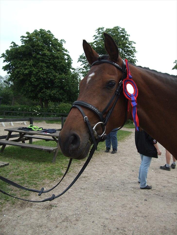 Dansk Varmblod Poldine - Sølyst Himmelhest billede 7