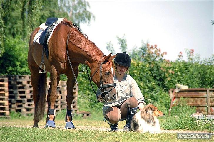Arabisk fuldblod (OX) Ponylands Another Hero - (19) Uden venner er vi ingenting.... - Mig & min hund og hest <3 (Foto Freia Jensen) billede 10
