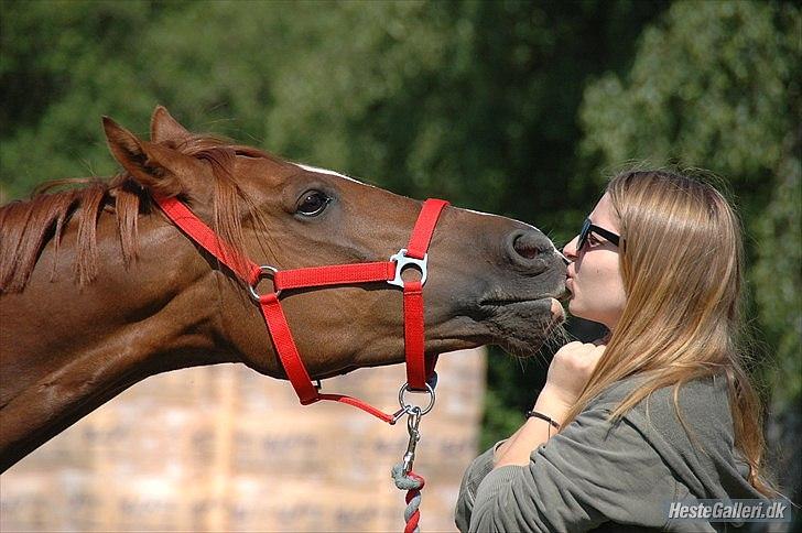 Arabisk fuldblod (OX) Ponylands Another Hero - (17) Et kys er naturens måde at stoppe en samtale på, når ord er blevet overflødige (Foto: Freia Jesen) billede 9