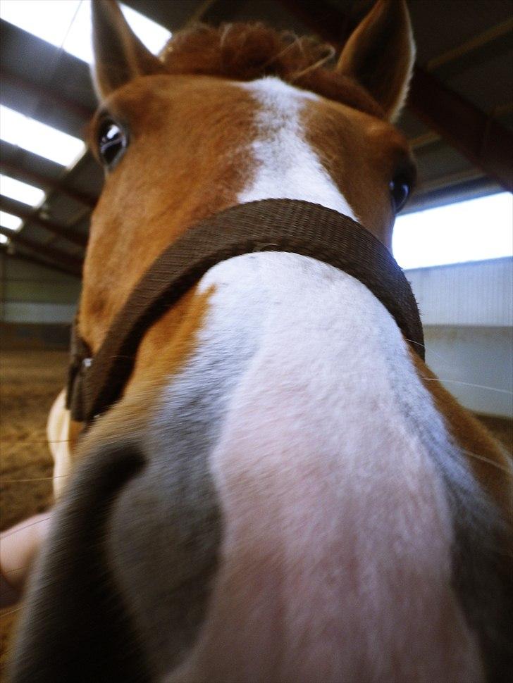 Anden særlig race Sir Thomas Ekipazas - tosset, men dejlig.... billede 4