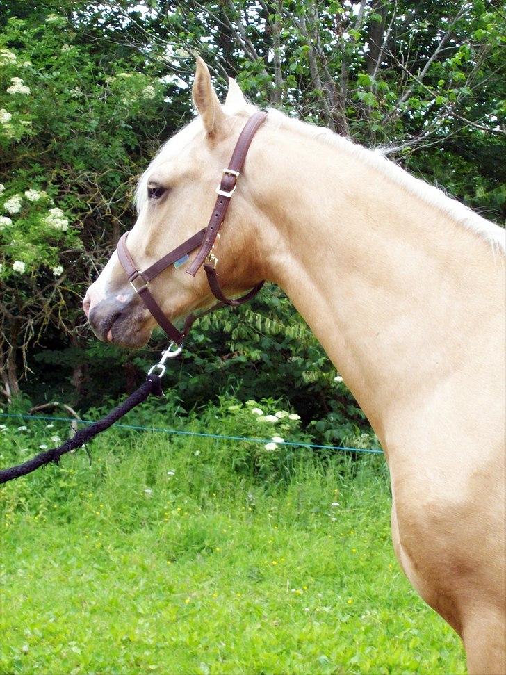 Palomino Kvolsbæks New Nirvana - smukke dyr.. billede 2
