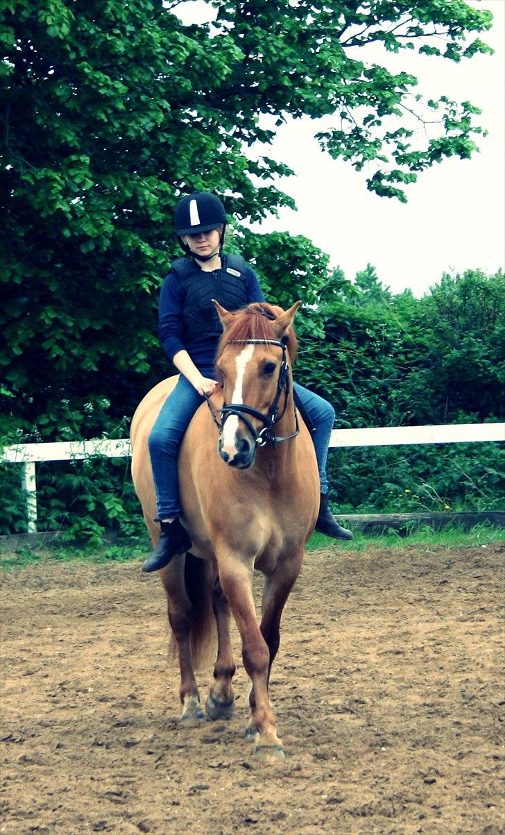 Anden særlig race Sir Thomas Ekipazas - Friend.... a friend for life........ billede 5