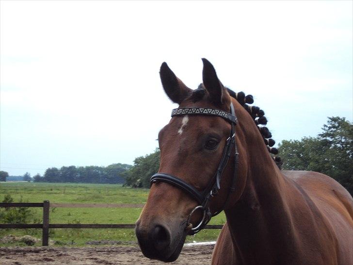 Hannoveraner Lacour  billede 20