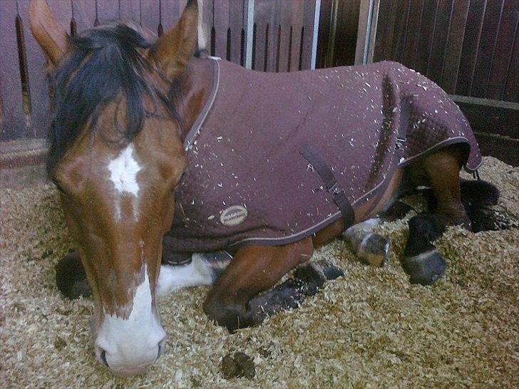 Anden særlig race Bækagers Louie - aflivet - En træt Lou Katrinelund 2009 billede 18