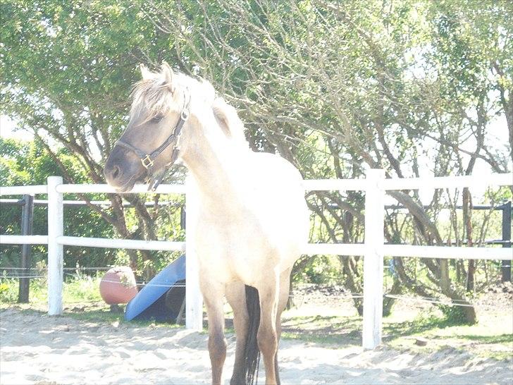 Anden særlig race Friser/fjord hoppen Mysla billede 15