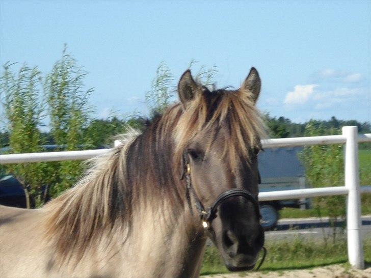 Anden særlig race Friser/fjord hoppen Mysla billede 17