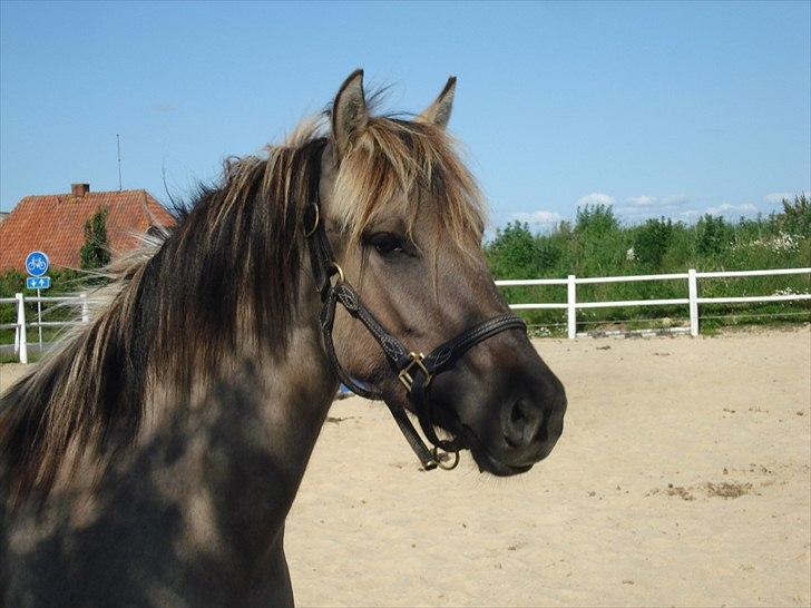 Anden særlig race Friser/fjord hoppen Mysla billede 10