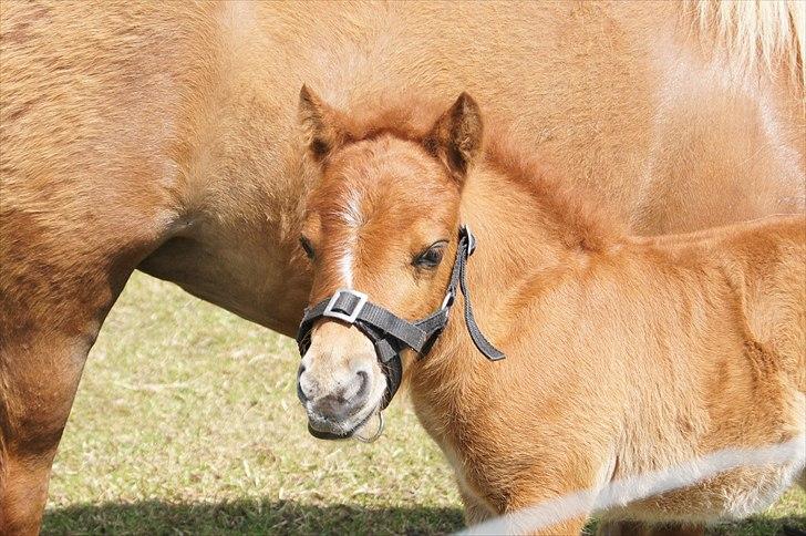 Shetlænder Engens Hulda billede 9
