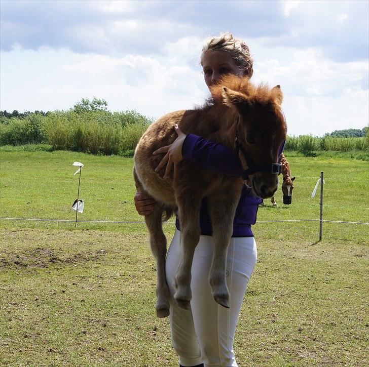 Shetlænder Engens Hulda billede 10