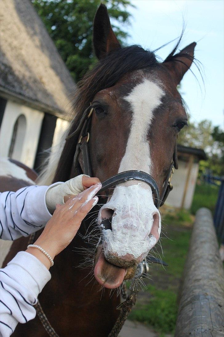 Pinto Indiana Jones (mors part) - Jones som ikke er helt tilfreds med at hans mulle er helt dækket af solcreme billede 15