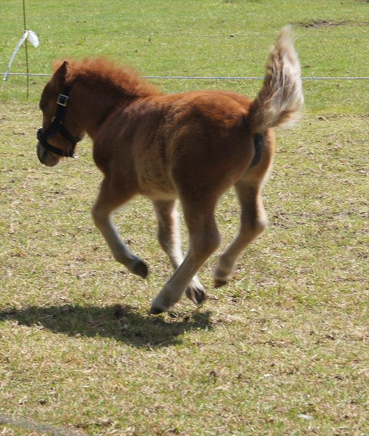 Shetlænder Engens Hulda billede 11