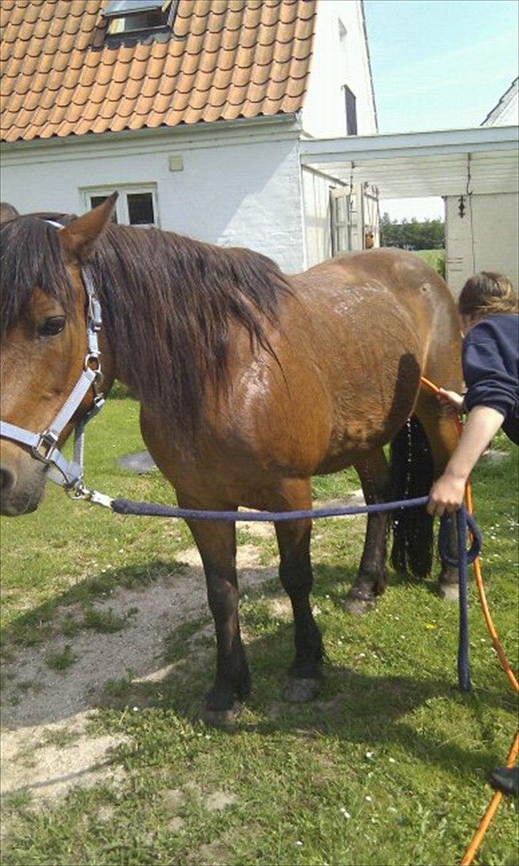 Connemara Elmelys Godfather<3 - Nyder at få brusebad på en varm sommerdag :) billede 9