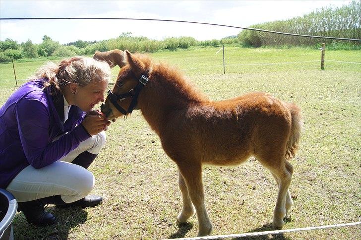 Shetlænder Engens Hulda billede 1