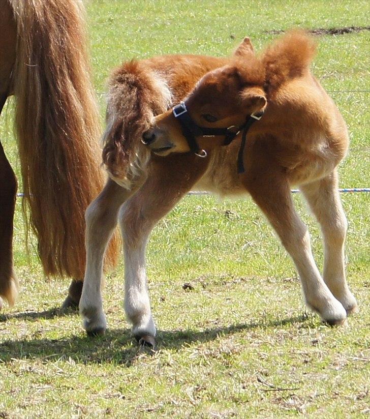 Shetlænder Engens Hulda billede 12