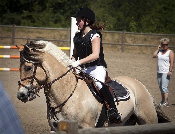 Fjordhest Campari - *JYSKMESTER 2011* SOLGT  - JYSKMESTER 2011!<3 foto: preben madsen billede 1