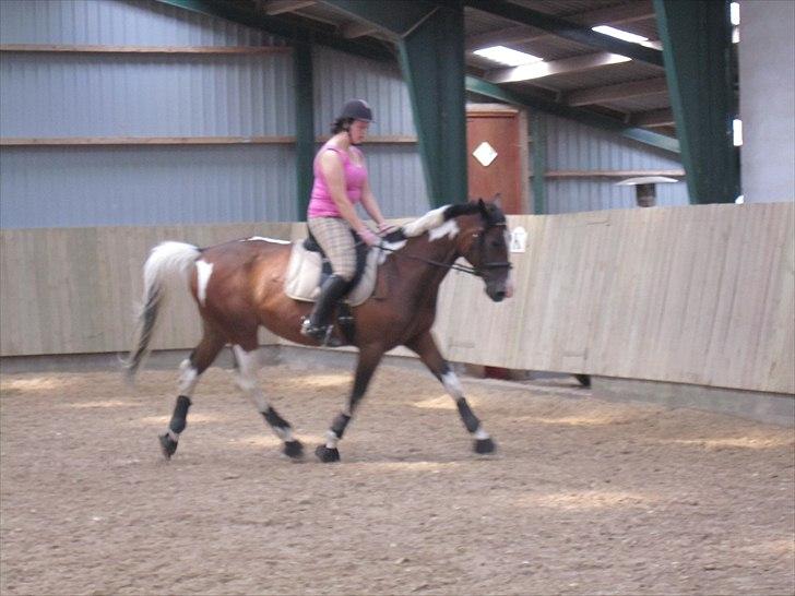 Pinto Great-Vikings Indiana (skinkedyret) - dygtig hest.. indi 13 juni 2011 billede 5