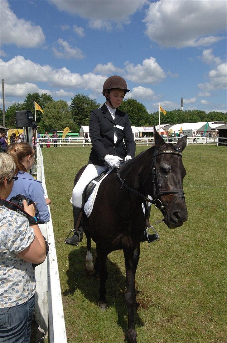 New Forest Kimberly |Prinsesse| billede 14