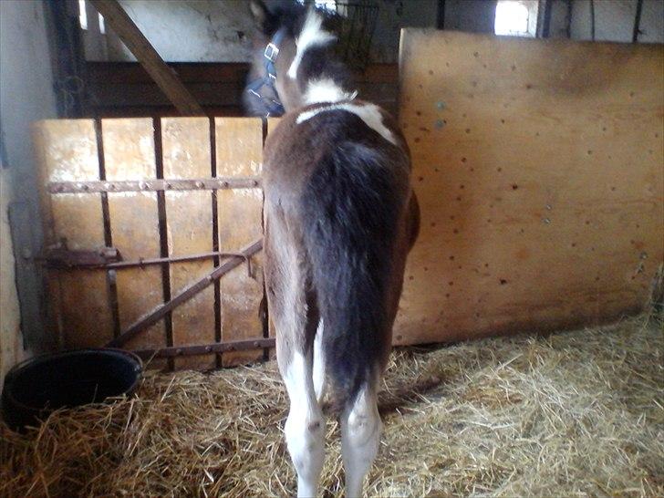 Anden særlig race Frida fra Toftgård (solgt) billede 10