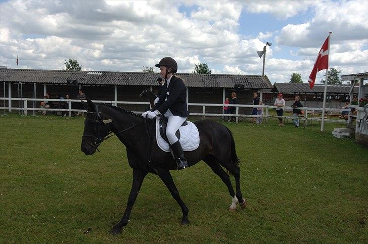 New Forest Kimberly |Prinsesse| billede 15