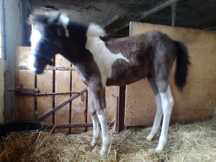 Anden særlig race Frida fra Toftgård (solgt) billede 11