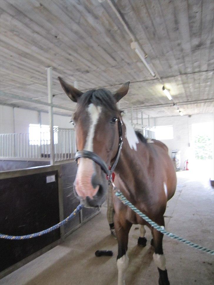 Pinto Great-Vikings Indiana (skinkedyret) - indi 13 juni 2011 billede 2