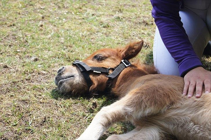 Shetlænder Engens Hulda billede 13