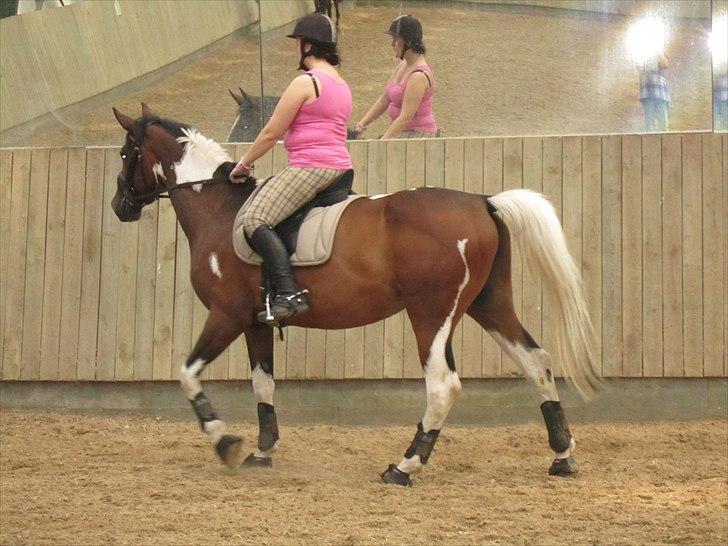 Pinto Great-Vikings Indiana (skinkedyret) - farlige ting i hjørnet!! indi 13 juni 2011 billede 6