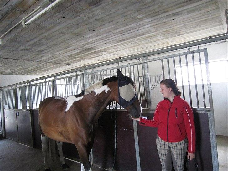 Pinto Great-Vikings Indiana (skinkedyret) - er der mere rugbrød?? indi 13 juni 2011 billede 4