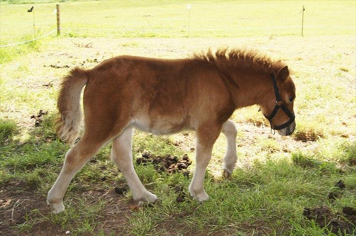 Shetlænder Engens Hulda billede 14