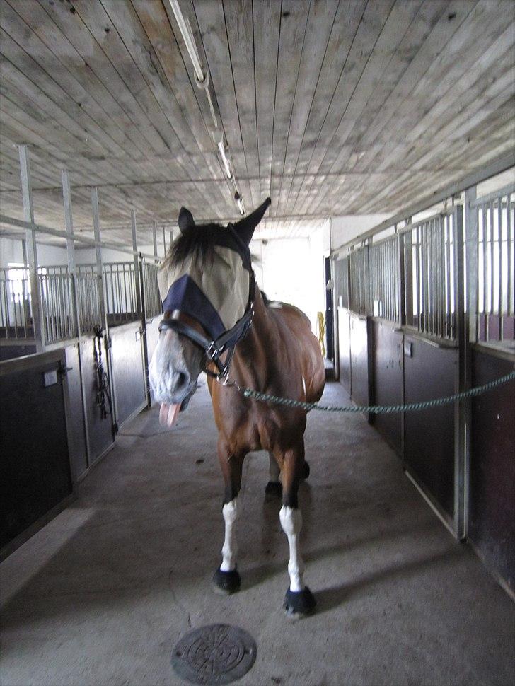 Pinto Great-Vikings Indiana (skinkedyret) - mmm solcreme :) indi 13 juni 2011  billede 3