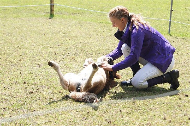 Shetlænder Engens Hulda billede 15