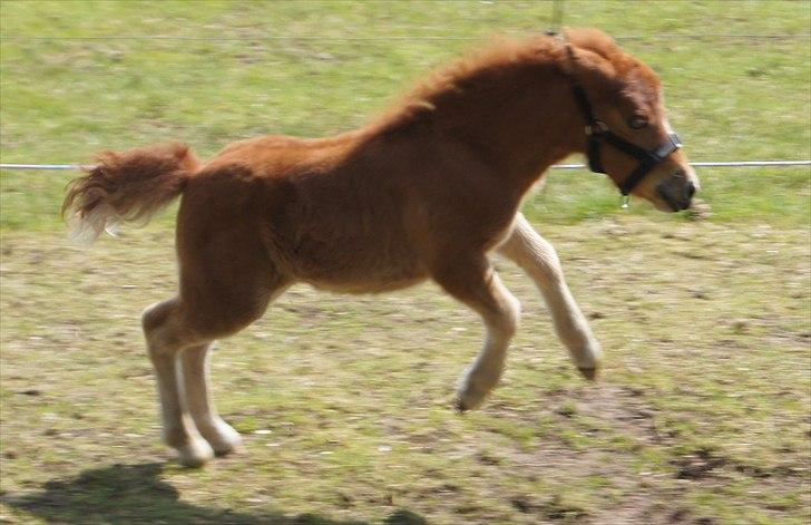 Shetlænder Engens Hulda billede 16