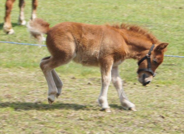 Shetlænder Engens Hulda billede 17