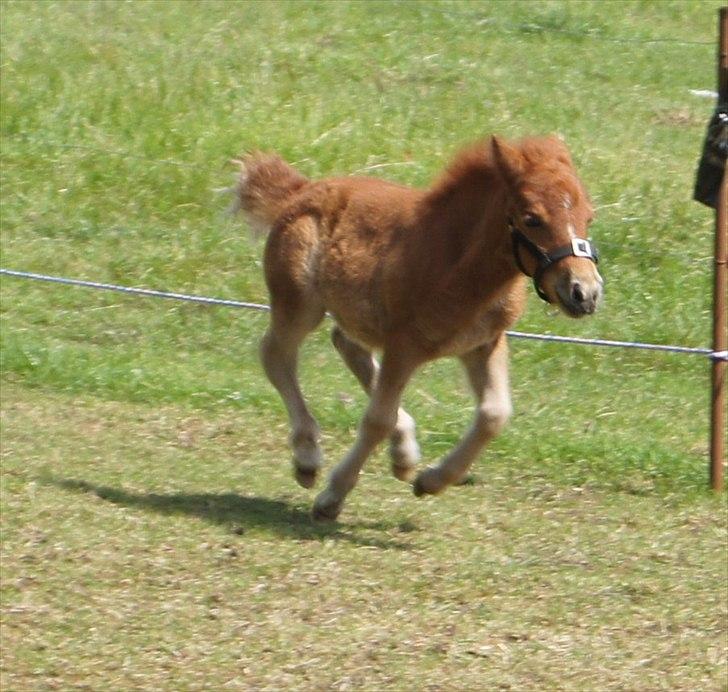 Shetlænder Engens Hulda billede 18
