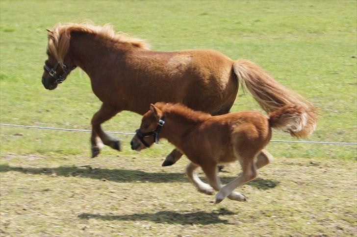 Shetlænder Engens Hulda billede 19