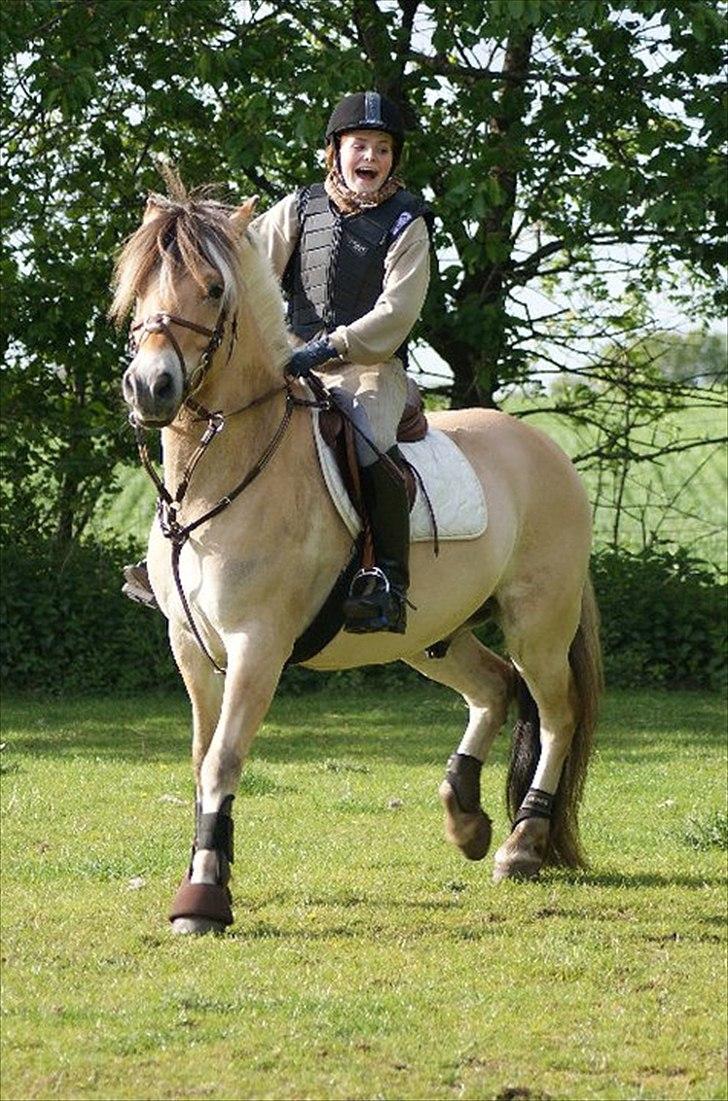 Fjordhest Campari - *JYSKMESTER 2011* SOLGT  - Campari blev bange for et får og en hane :-D Ida flækker..! billede 5