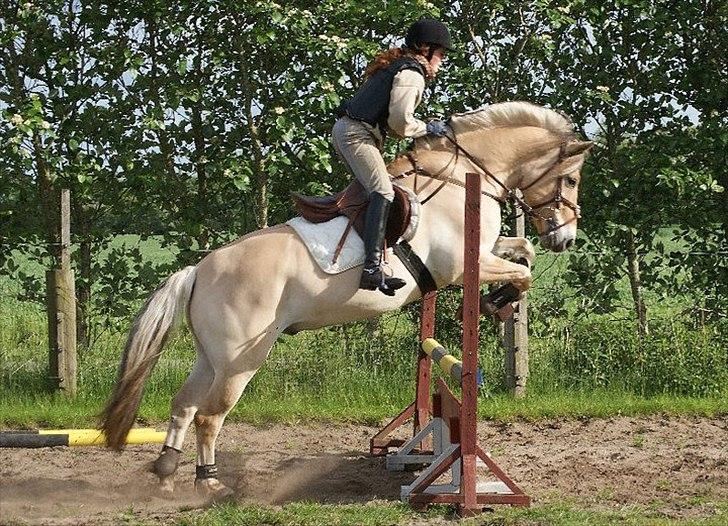 Fjordhest Campari - *JYSKMESTER 2011* SOLGT  billede 8